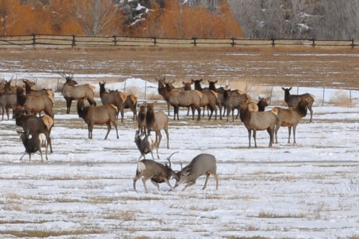 Wyoming Hunting