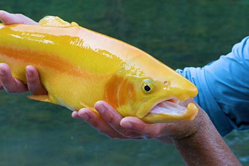 A Brief History of West Virginia's Unique Golden Trout Stocking Program