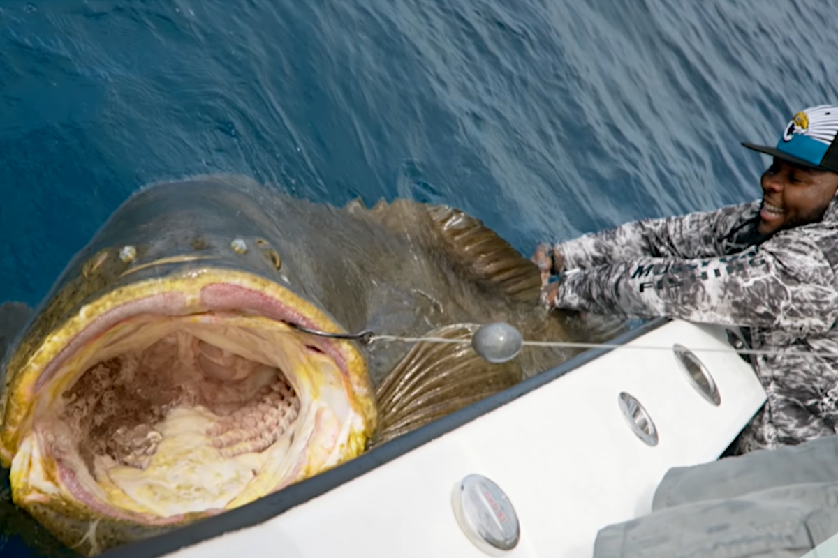 Goliath Grouper