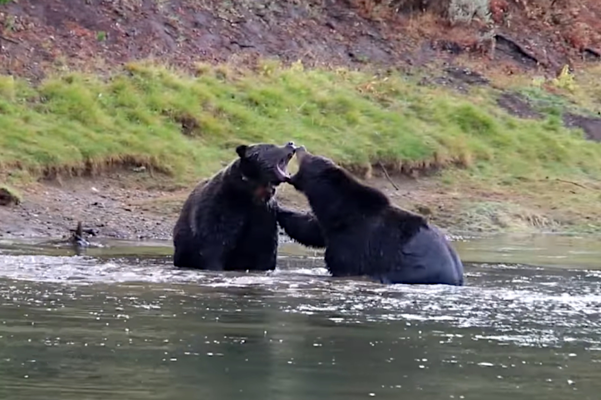 Grizzly Brawl