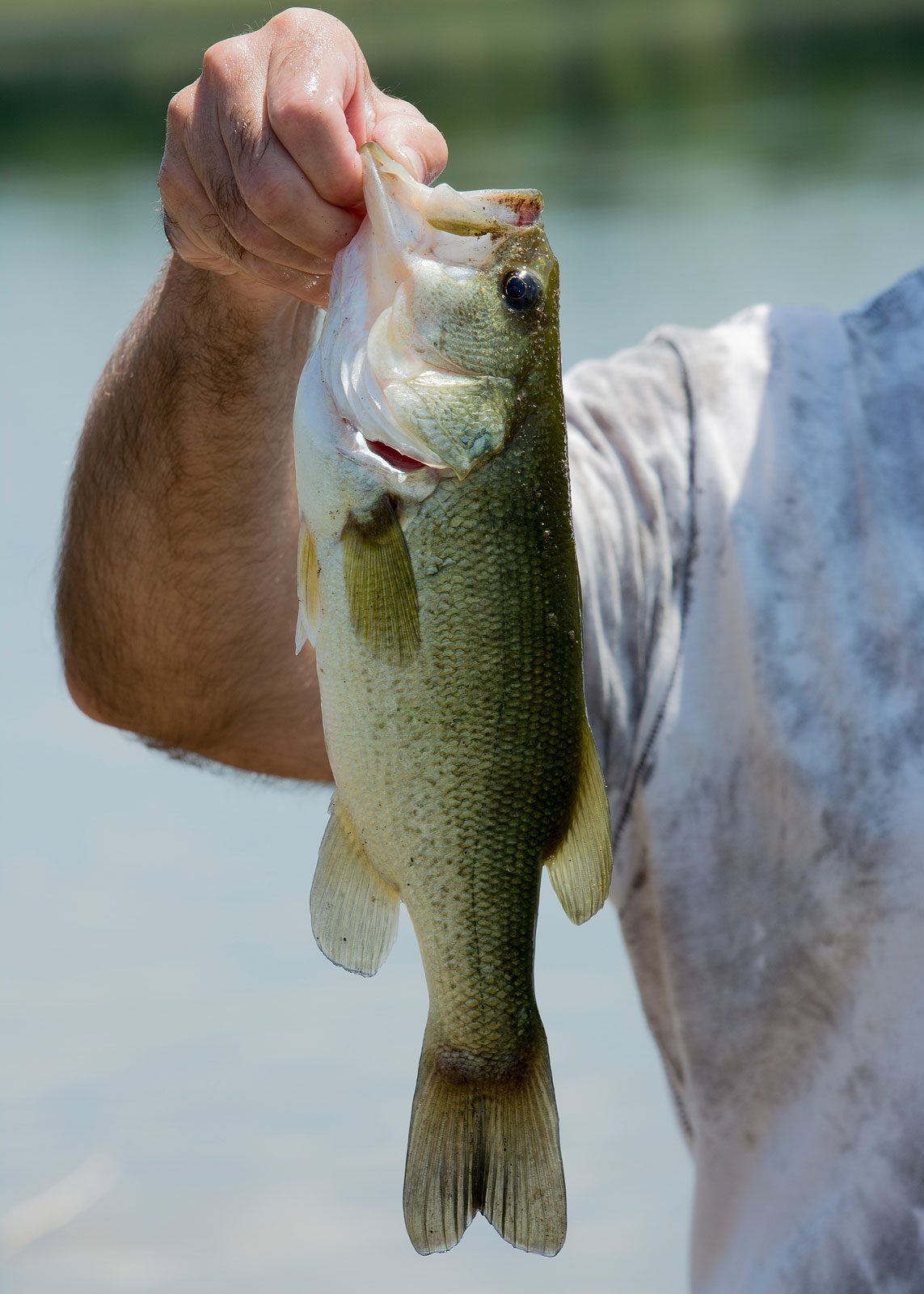 Fly Fishing For Bass