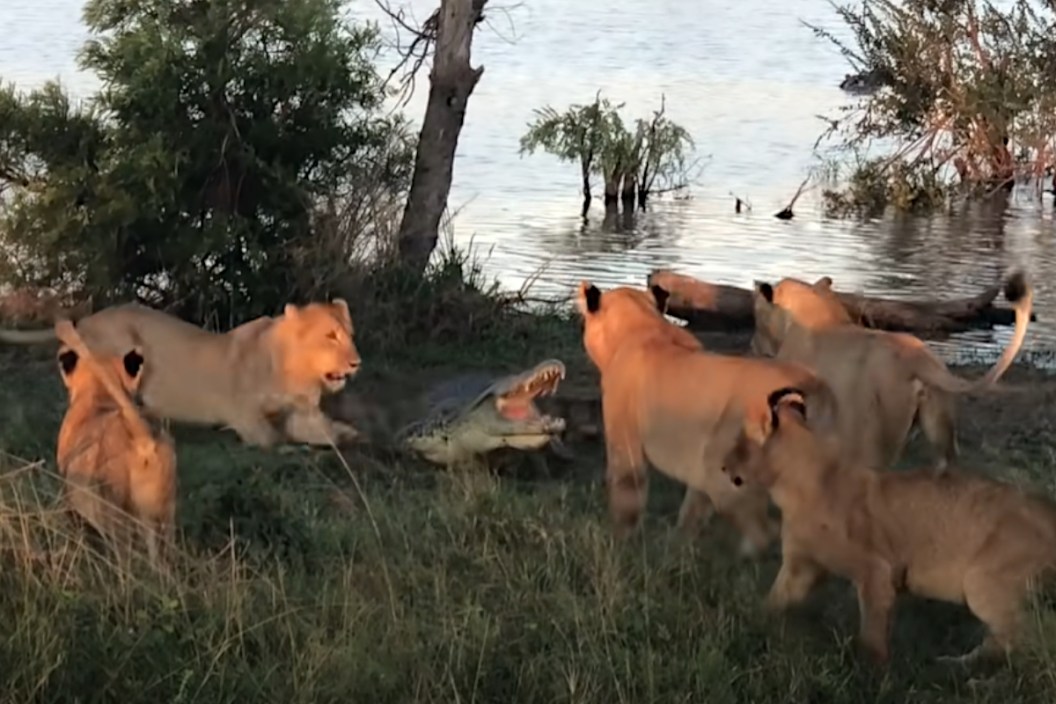 Lions vs Crocodile