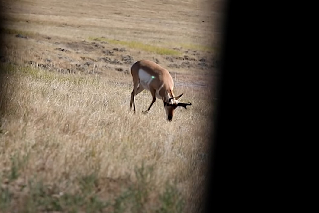 Pornghorn Antelope