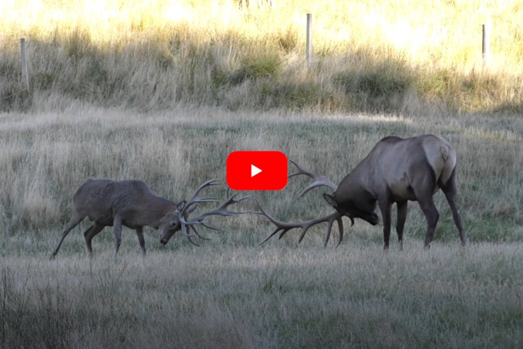 Red Stag vs Bull Elk