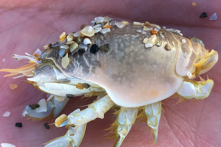 eating sand fleas