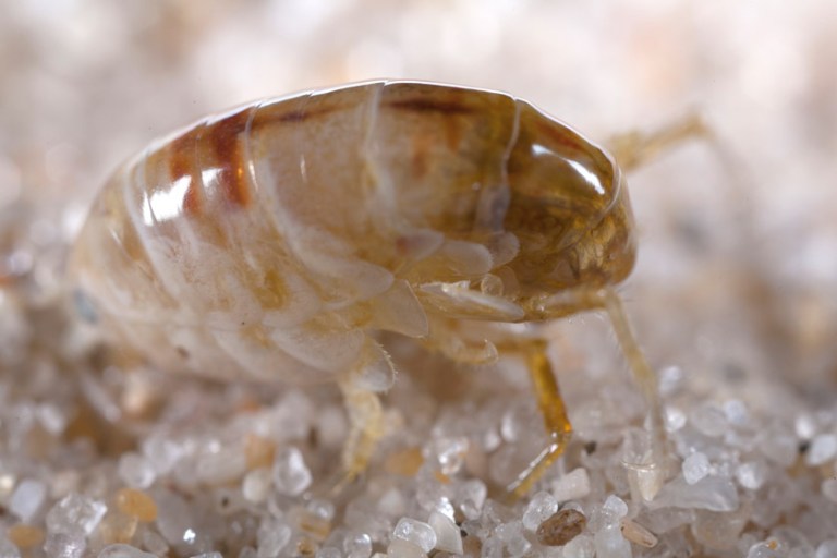 Eating Sand Fleas How to Harvest, Prepare for Consumption