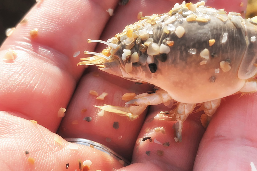 eating sand fleas