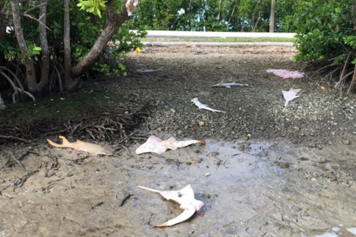 Sawfish