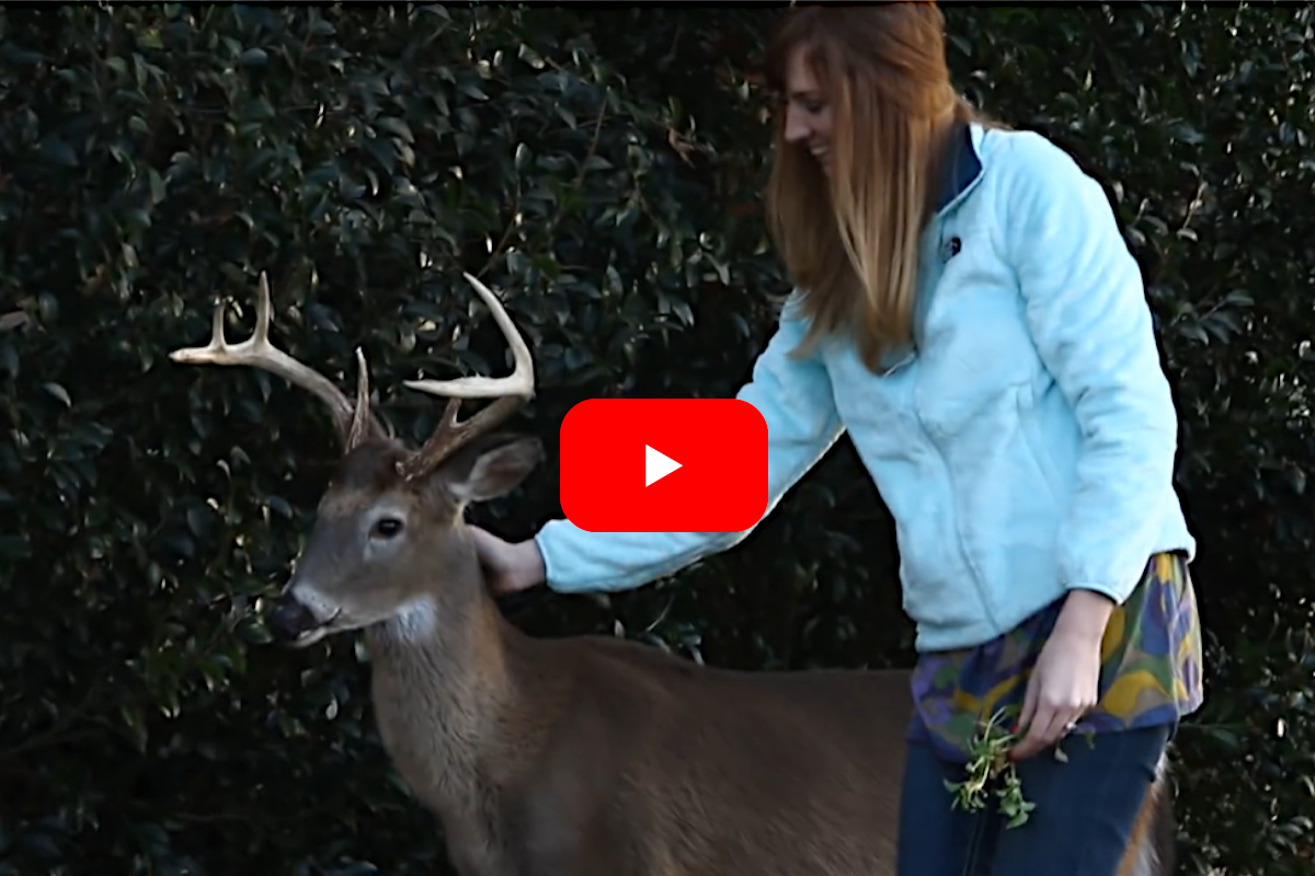 Urban Deer