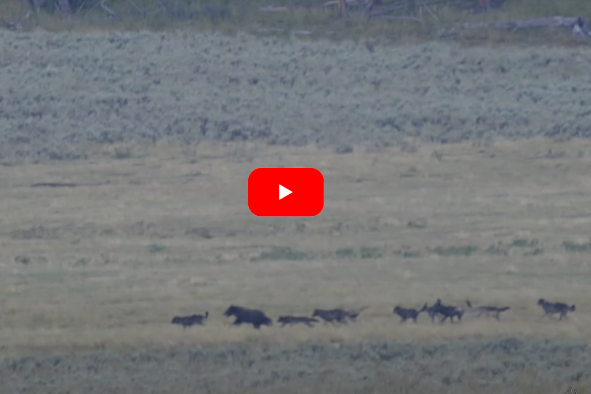 Yellowstone Grizzly