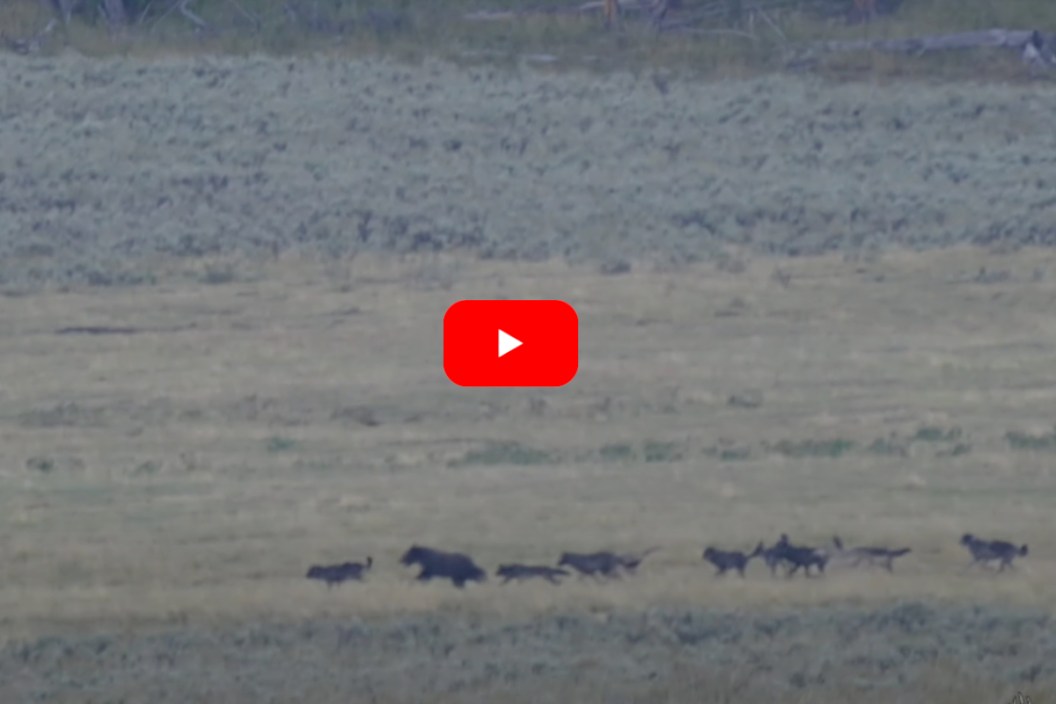 Yellowstone Grizzly