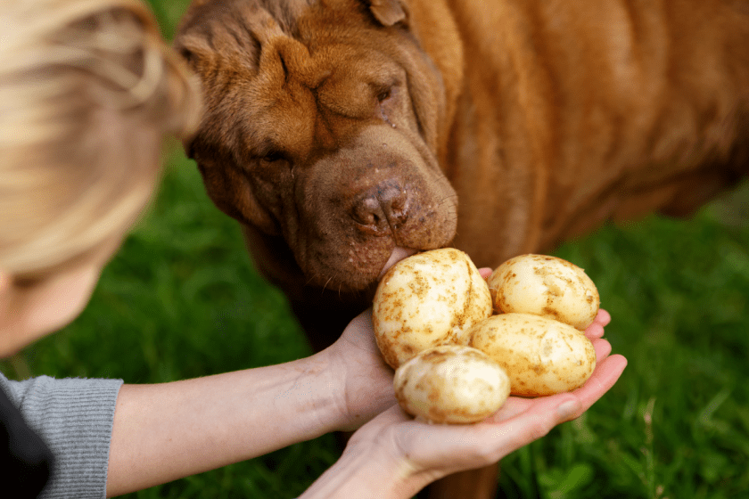 The Best Potatoes Dogs Can Eat + What To Owners Want to Avoid
