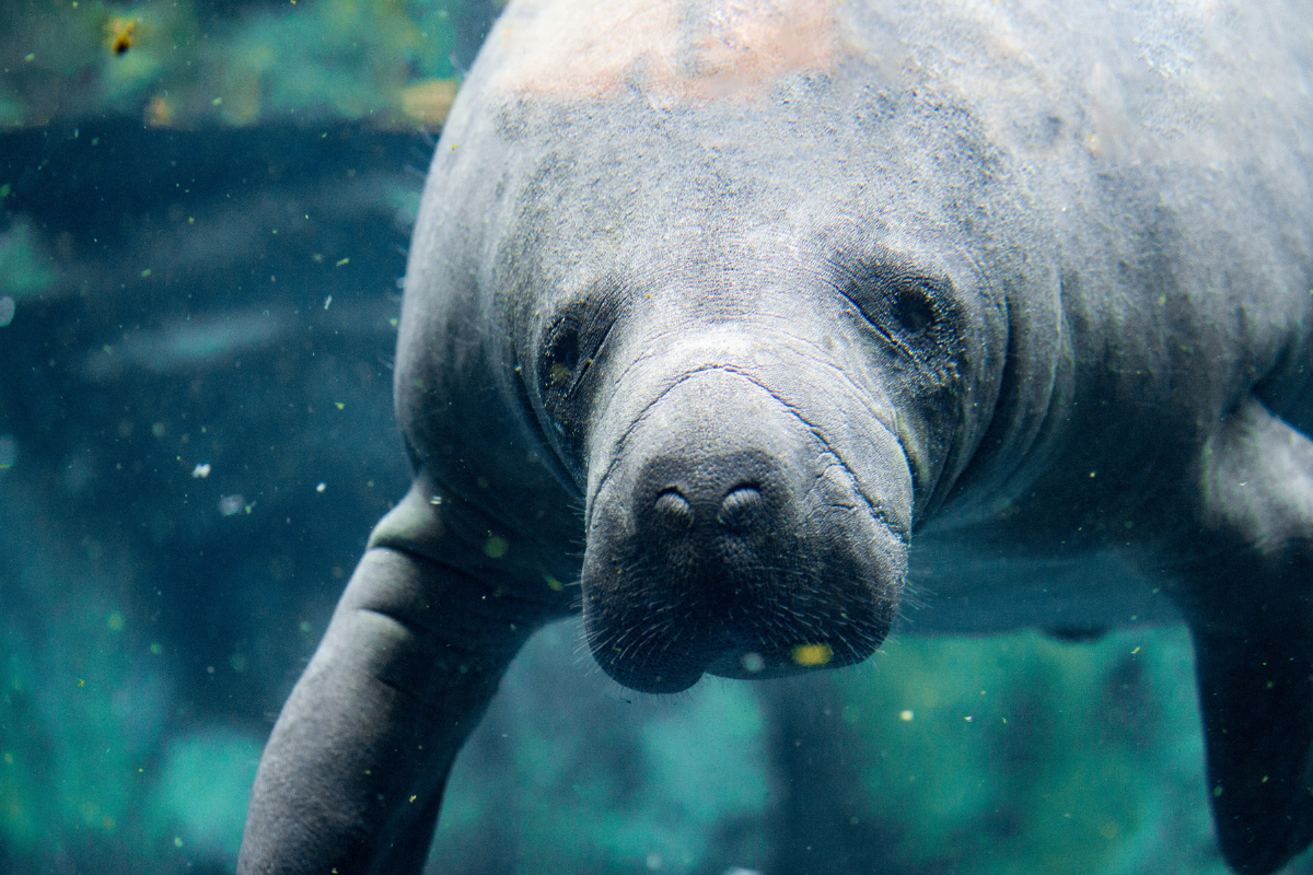 Florida's Endangered Species What Are They + How Can You Help?