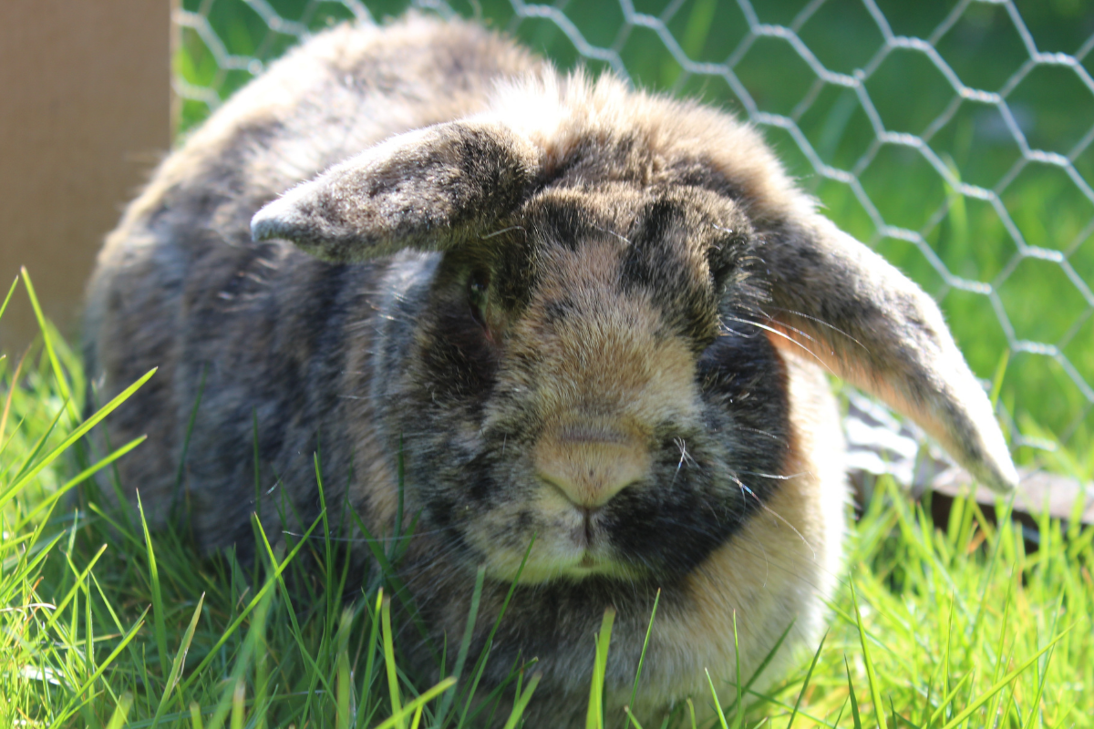 Charlie Harlequin Rabbit Harlequin Rabbit: Coat Colors, Characteristics and Their French History