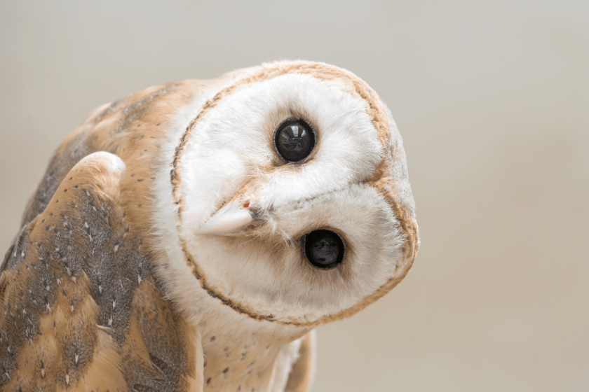 27 Owl Puns & Jokes Hooting Good Laughs Any Time, Any Place