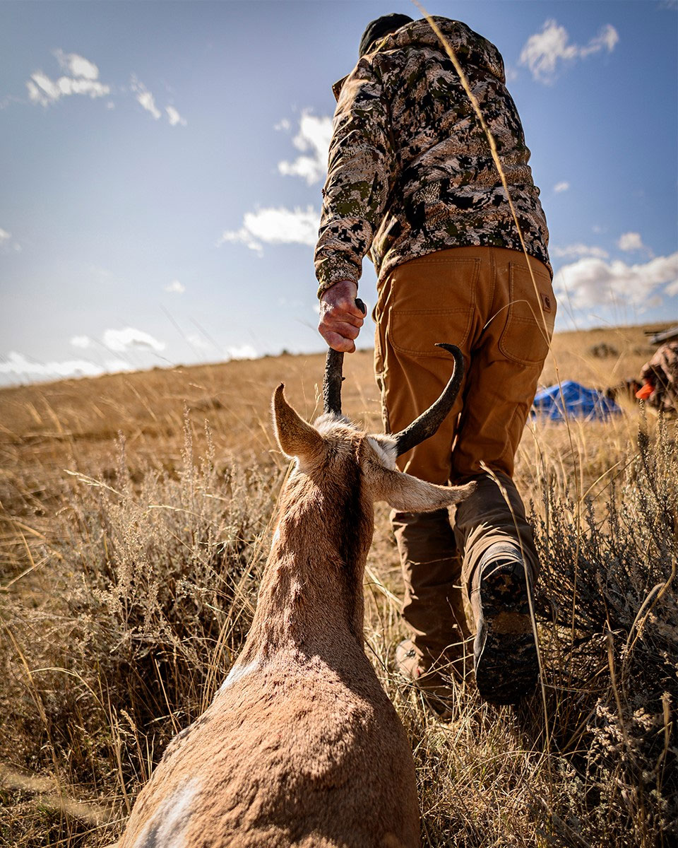 pronghorn