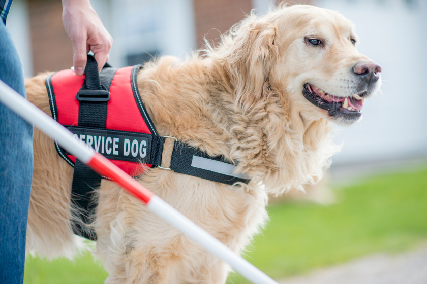 service dog helps blind man walk