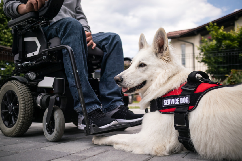 service dog working with man in wheelchair
