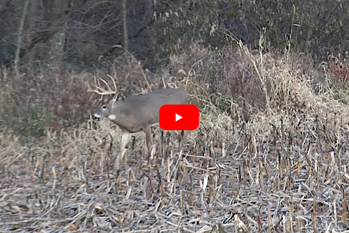 Big Buck