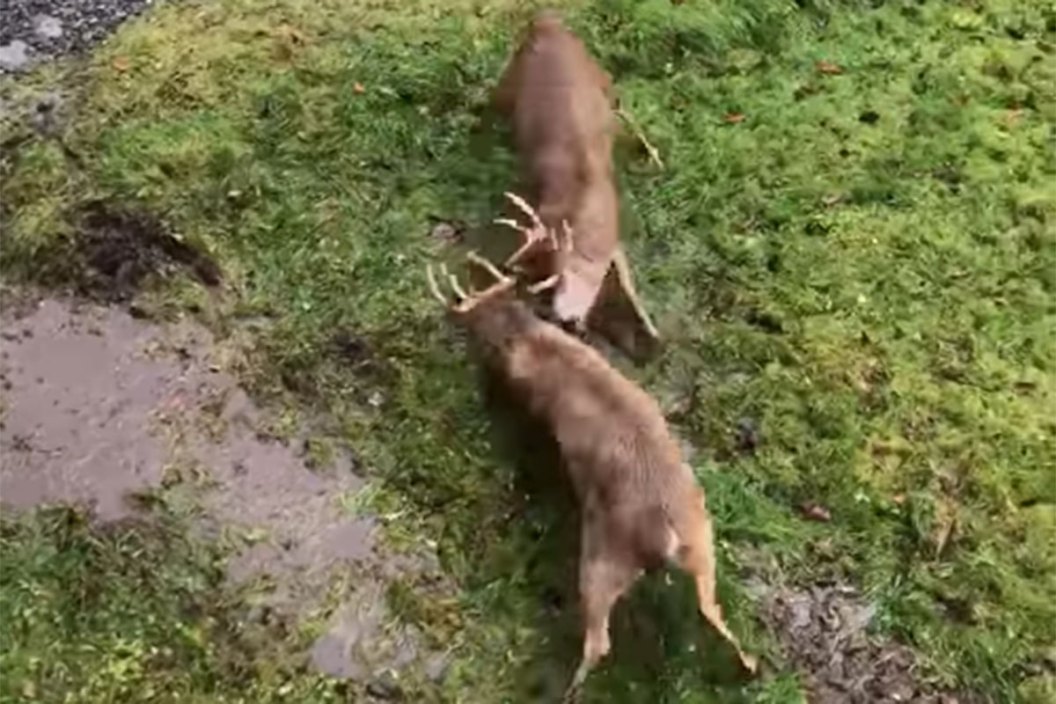 bucks rut in yard