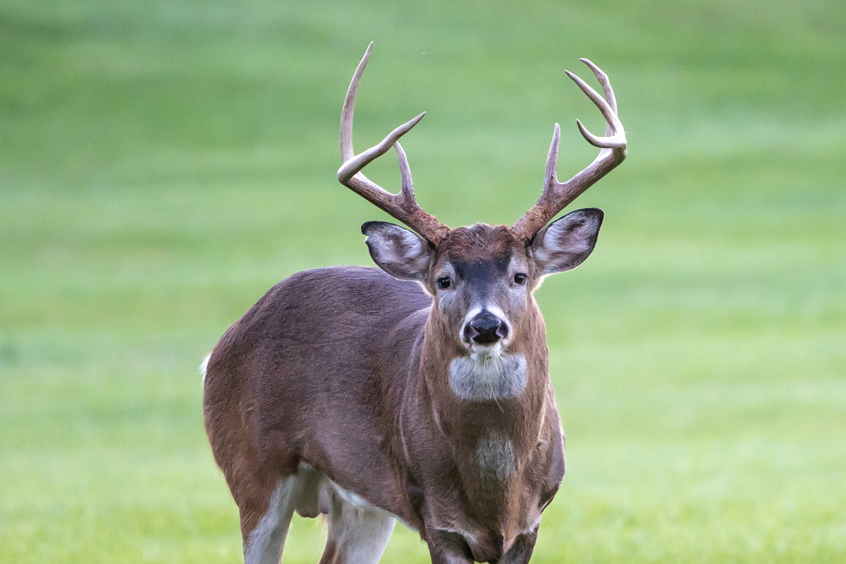 CWD Testing