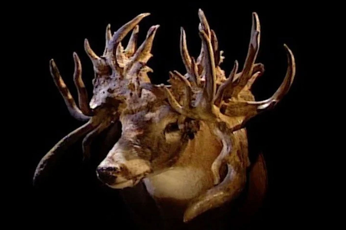 The Louisiana Freak The Most Bizarre Deer in the World Wide Open Spaces