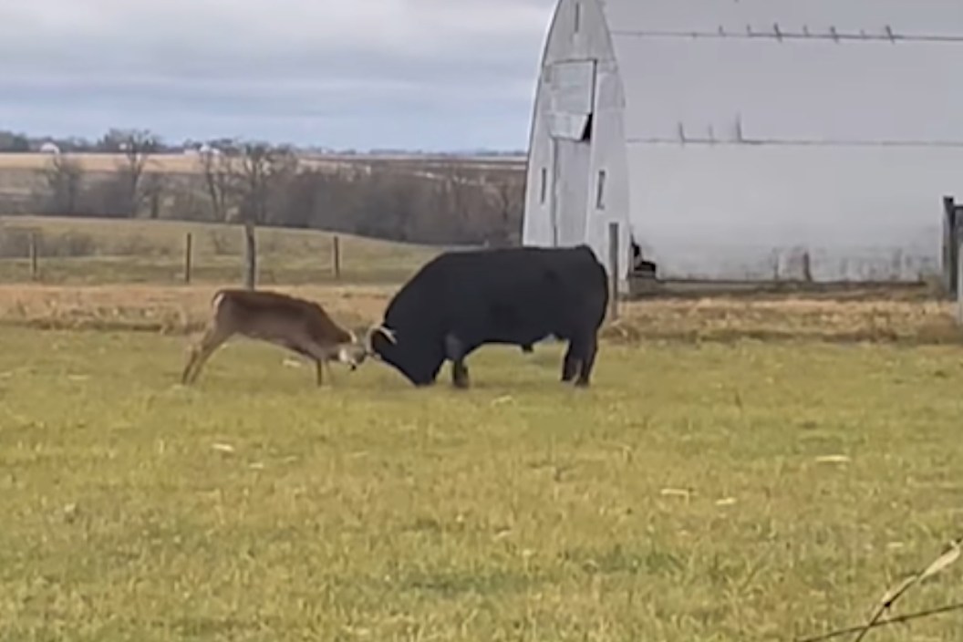 Deer vs Bull