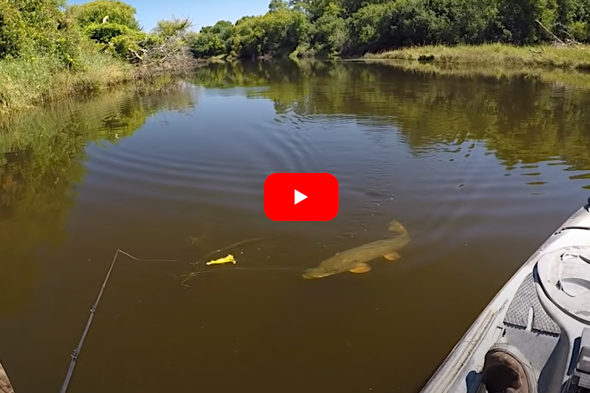 Kayak Angler Uses Duck Lure to Trigger Awesome Northern Pike Topwater