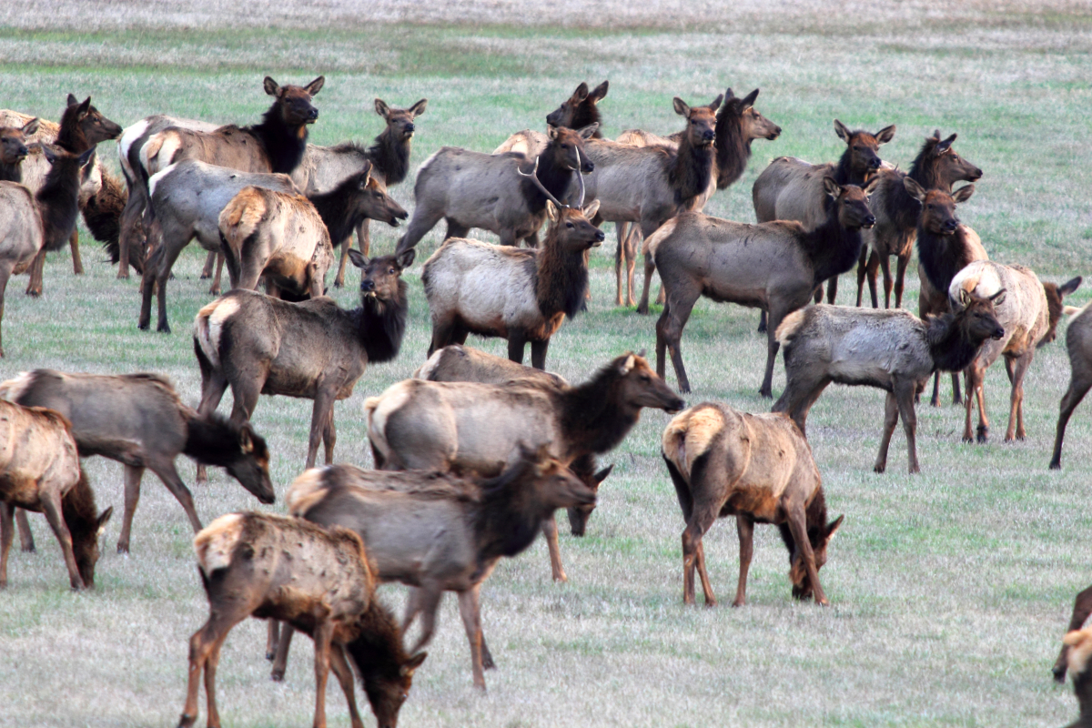 Elk Herd