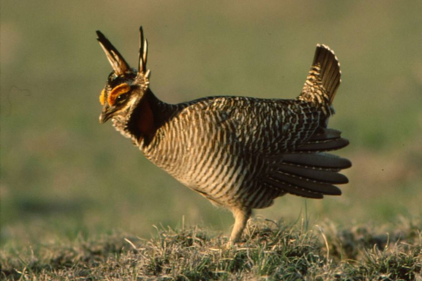 Lesser PrairieChicken Range, Status, and Their Incredible Calls Wide Open Spaces