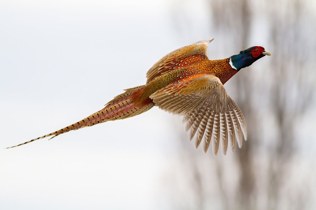 pheasant hunting