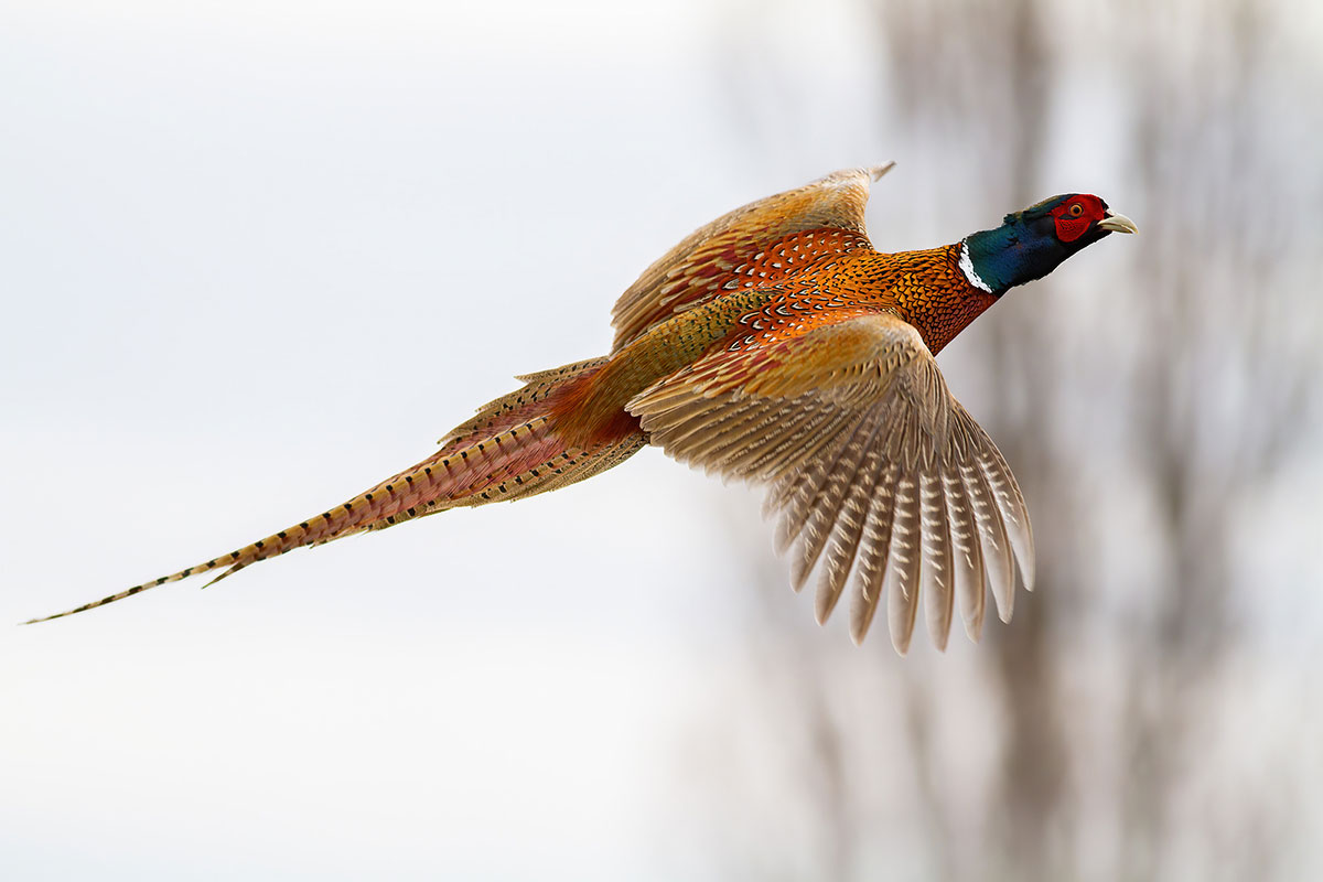 pheasant