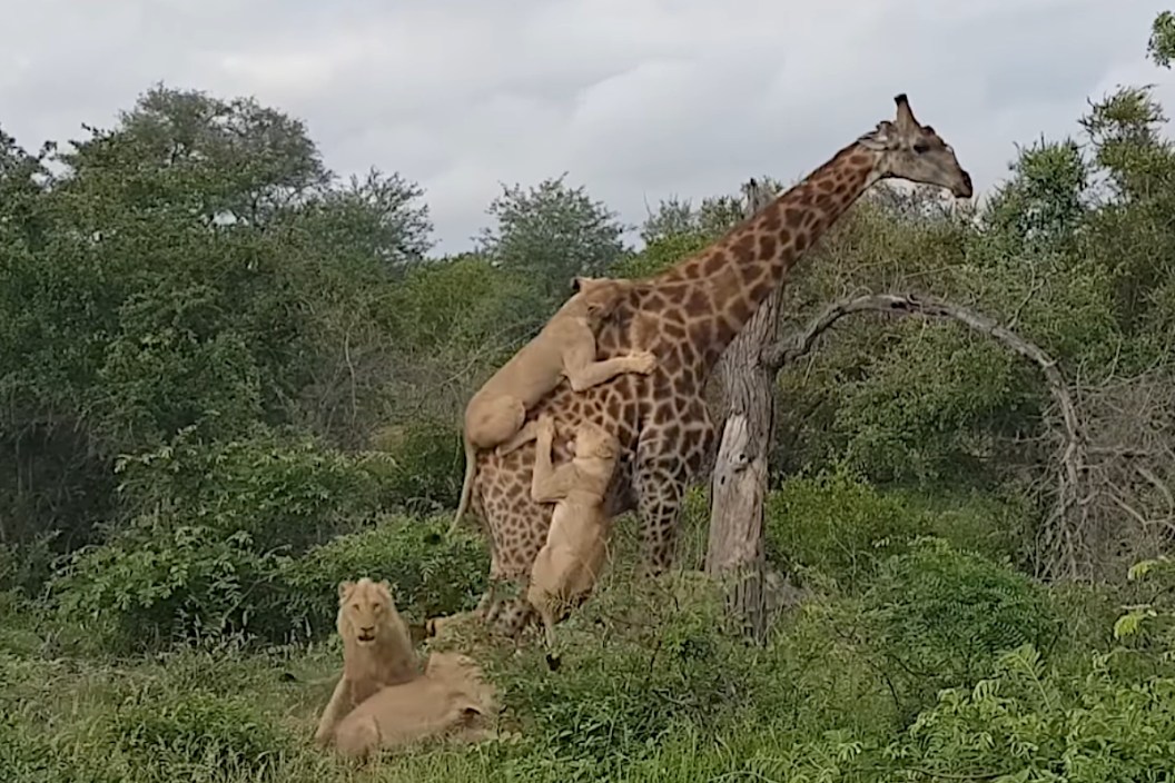 Giraffe vs Lions