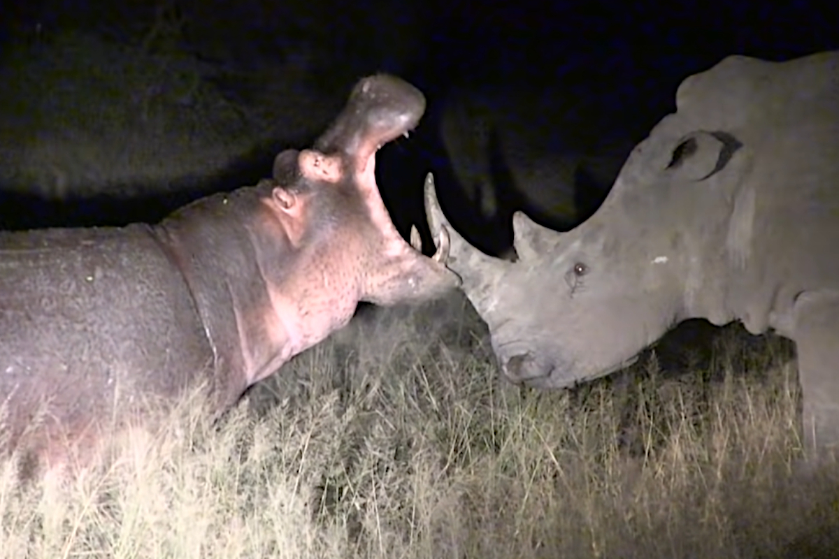 Hippo vs Rhino