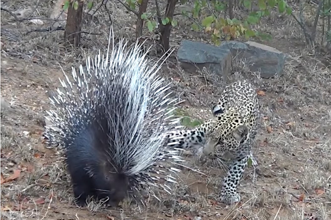 Leopard vs Porcupine