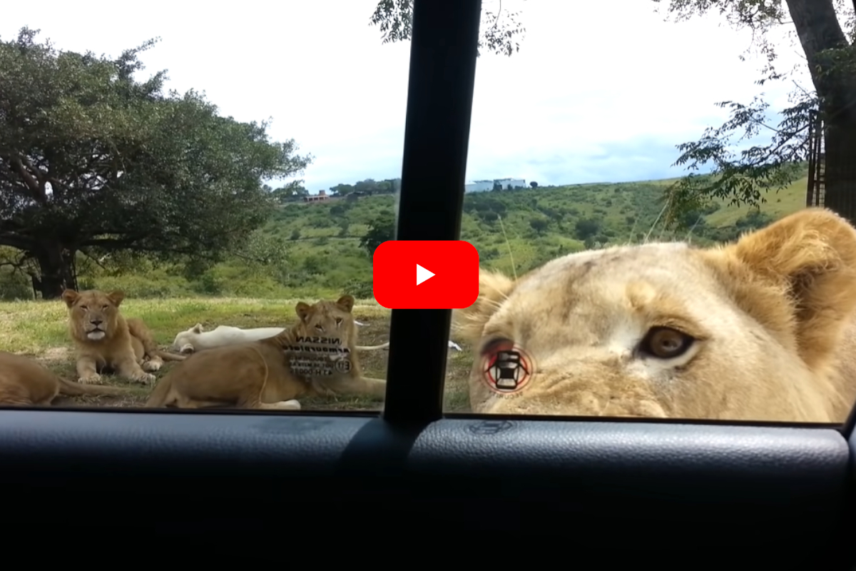 Lion Car Door