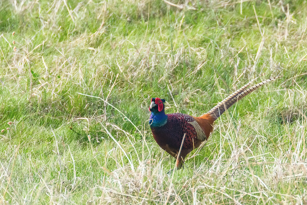 pheasant hunting