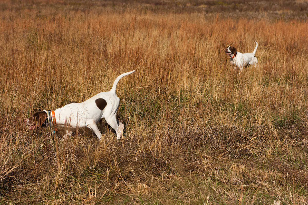 pheasant hunting