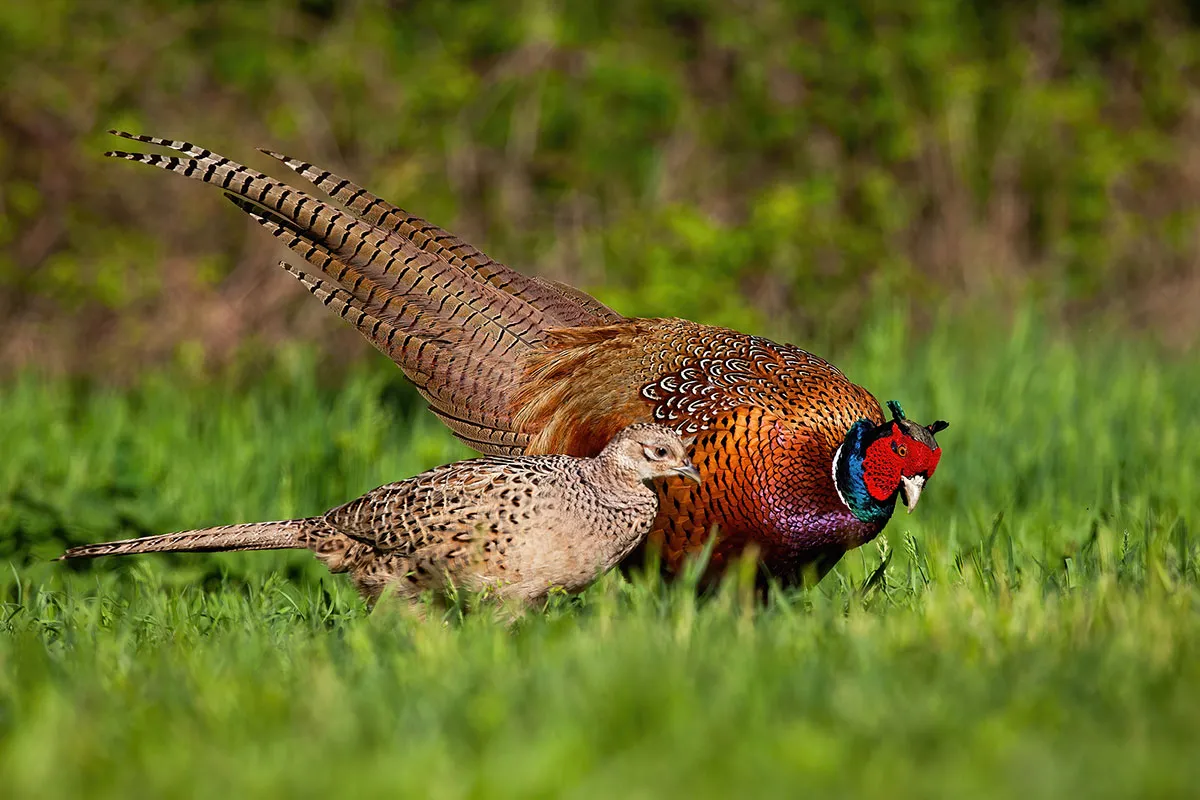 pheasant hunting