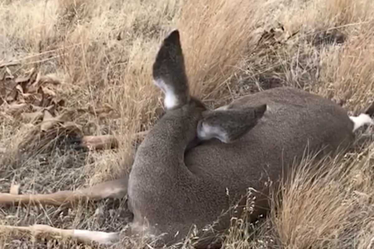 Sleeping Mule Deer