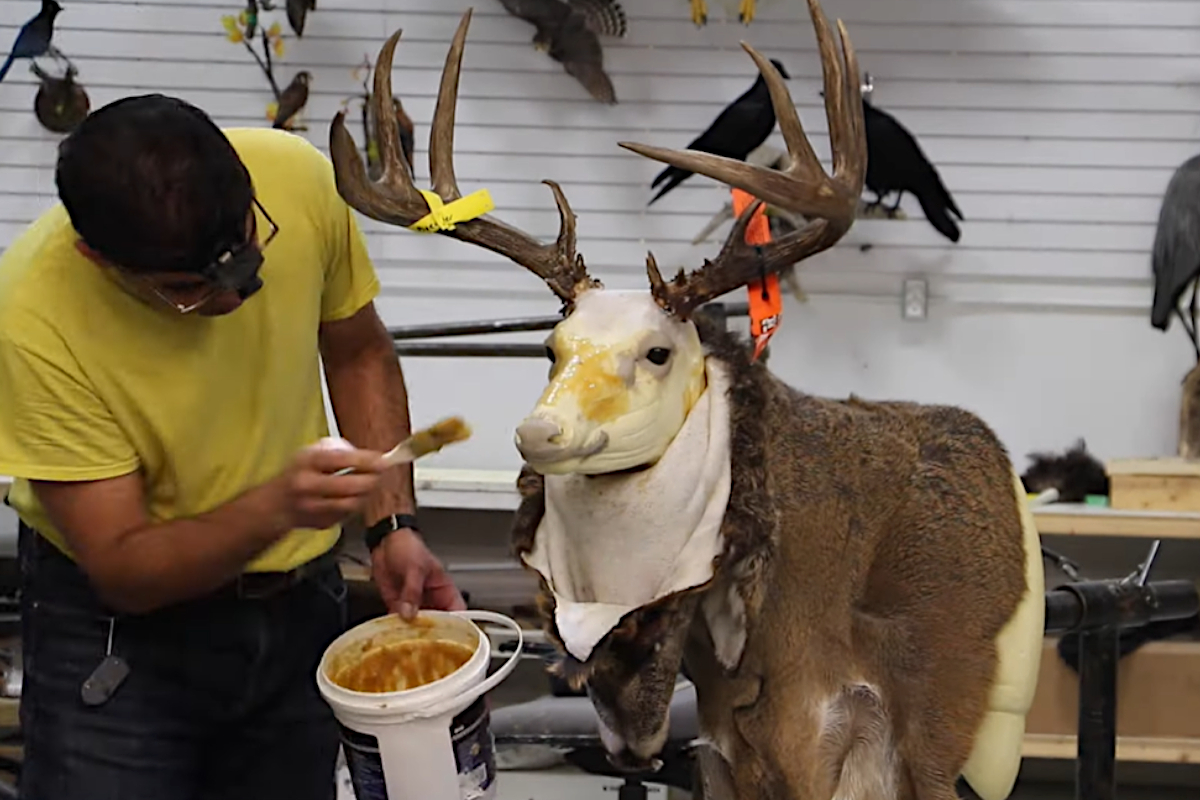 Taxidermist's Time Lapse Shows the Process of Mounting a Deer From