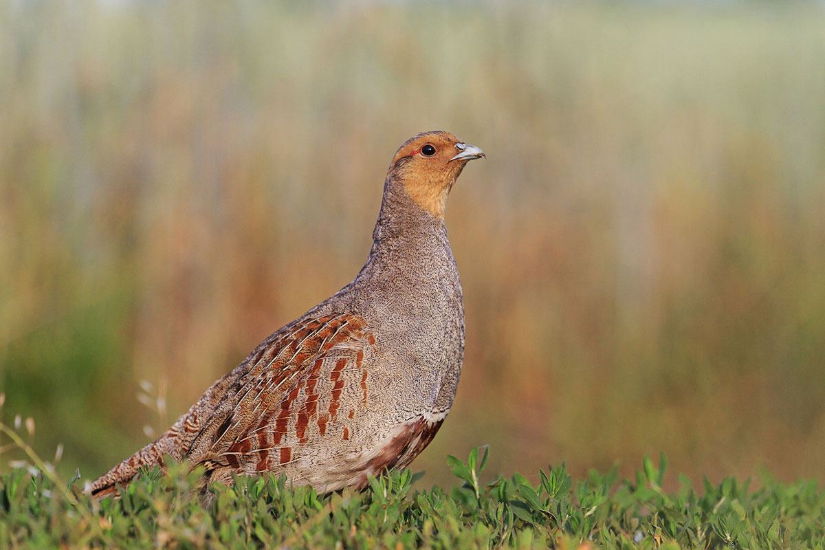 Upland Game Birds