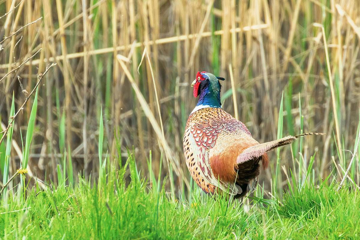 Upland Game Birds