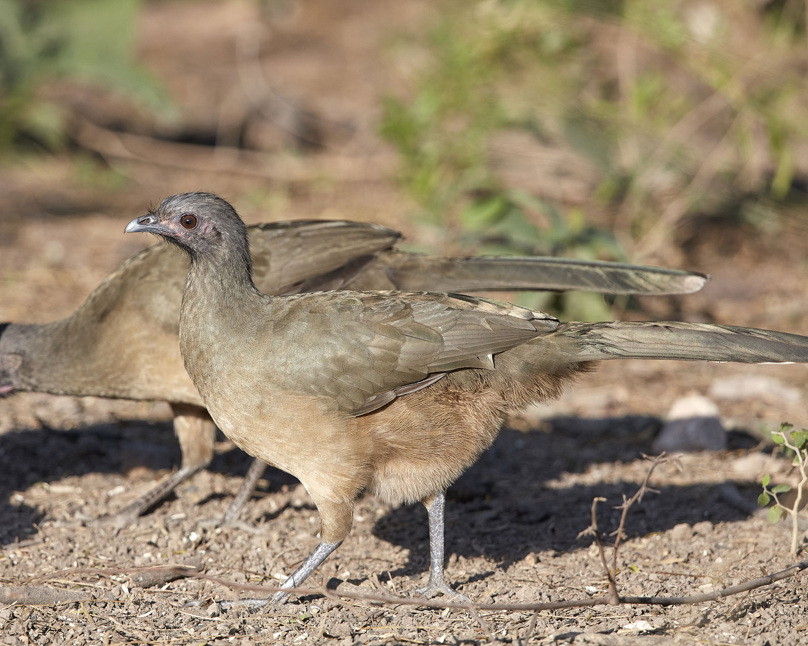 Upland Game Birds