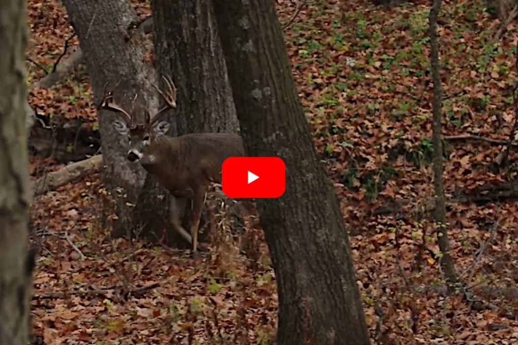 200-Inch Buck