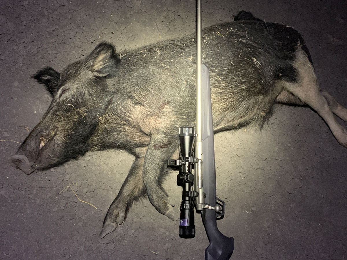 hog hunting