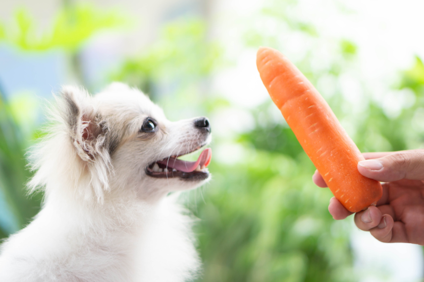 Can Dogs Eat Carrots? Health Benefits + Hazards to Consider