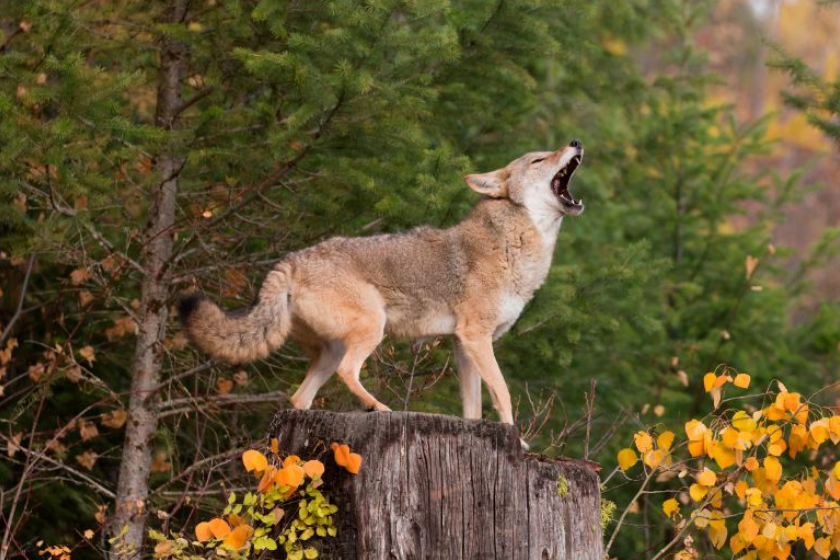 Coyote (Canis latrans) adult standing on stump howling.