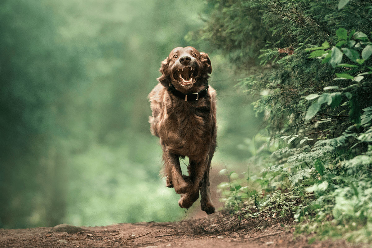 What Are Dog Zoomies and How Can I Stop The Craziness?