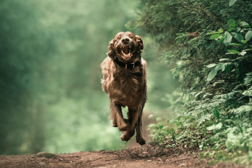 What Are Dog Zoomies and How Can I Stop The Craziness?